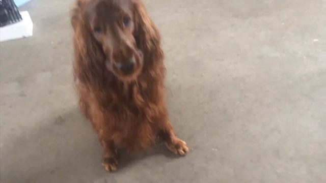 Ирландский сеттер. Понимаем хозяина с полуслова. смотреть онлайн