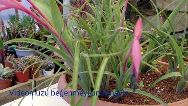 Billbergia Nutangs-Efe püskülü bitkisini tanıyalım mı ? Kraliçenin gözyaşları смотреть онлайн