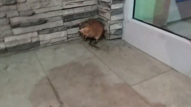 Ондатра в городе смотреть онлайн