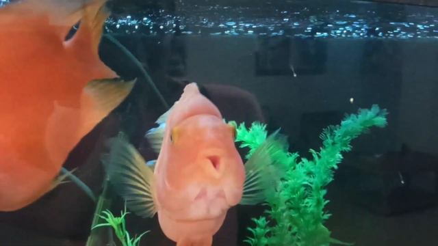 ТРУСКАВЕЦ ! Санаторий ШАХТЕР // Цены / Еда / Лечение. смотреть онлайн