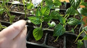 Добавление земли под рассаду перца