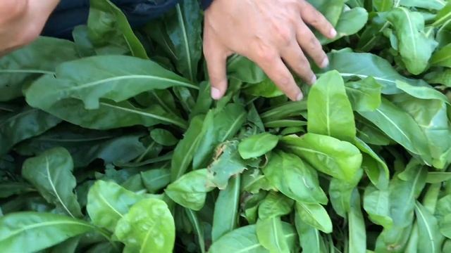 Как выглядит НАСТОЯЩАЯ УСЬМА??