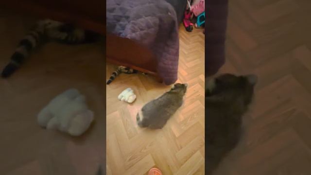 Енот ВЫШЕЛ на ОХОТУ и ищет жертву! смотреть онлайн