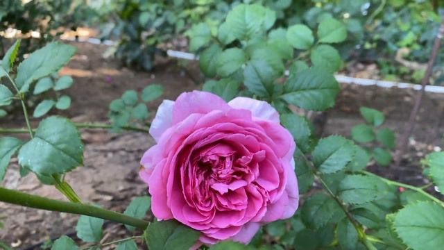 Rose - Princess Alexandra of Kent смотреть онлайн