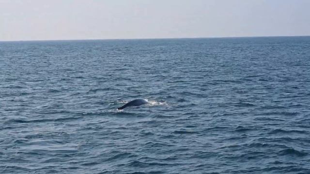 Плаваем с Китами на Шри-Ланке. Whales in Sri Lanka смотреть онлайн