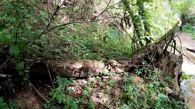 Снова пасу коров. Нашёл бобриную хатку. смотреть онлайн