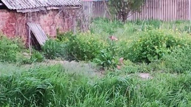 Лиса с лисятами! смотреть онлайн