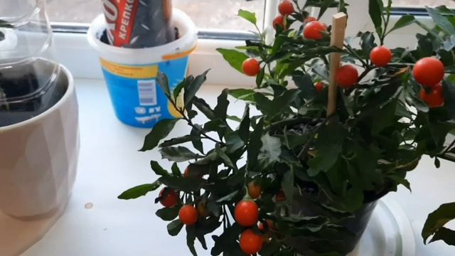 Мой дневник похудения/8 Готовлю на несколько дней. смотреть онлайн