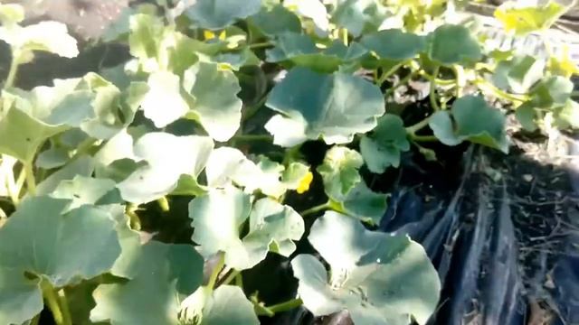 Дыня Колхозница и арбузы Сахарный малыш Южный Урал 2019 г. смотреть онлайн