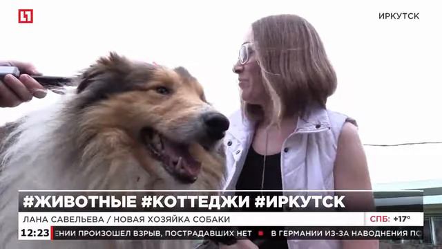 В Иркутске ищут новых хозяев собакам, разгромившим элитный коттедж смотреть онлайн