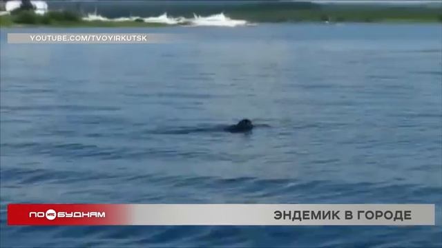 Плавающую в Ангаре нерпу заметили в Иркутске смотреть онлайн