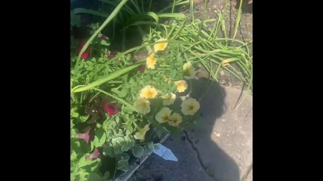 Planting Entry Way Pots 🏡🌺🌹 смотреть онлайн