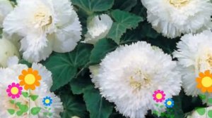 Бегония клубневая (Fimbriata white). Краткий обзор, описание характеристик, где купить луковицы