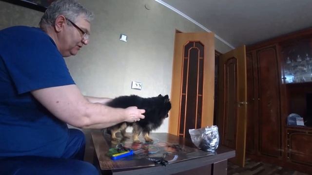 ВЕСЕННЕЕ ПРЕОБРАЖЕНИЕ ШПИЦА АРЧИ (СТРИЖКА) смотреть онлайн