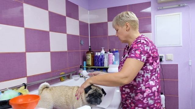 Груминг МОПСА