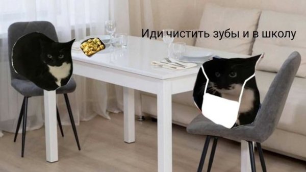 кот Макс в закулисье 50 лайков и делаю проду