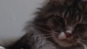 Как выбрать котенка? | Важные моменты при выборе котенка | Советы