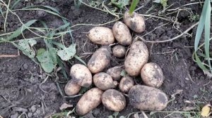 Картошка Тулеевская, Розара, Невская, Маврикий, Ред Скарлет