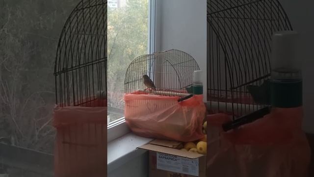 Гибрид репела (коноплянки) смотреть онлайн