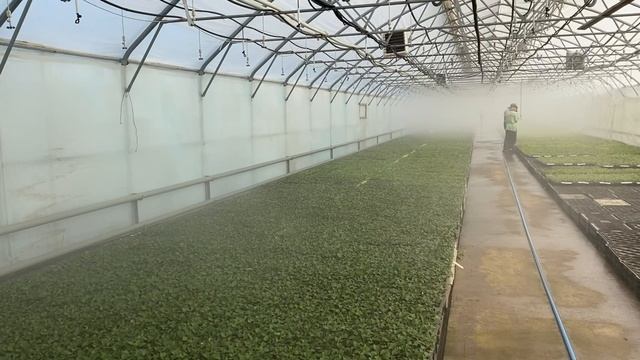 Родильный дом гортензий смотреть онлайн