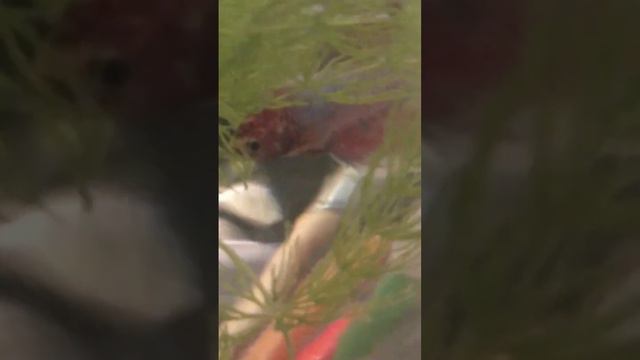 Поздравляю с Новым Годом! поздравление от рыбок!