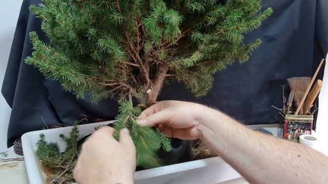 picea glauca de vivero a bonsái parte 1 смотреть онлайн