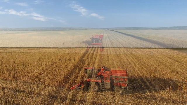 Збирання насіння кукурудзи KWS, Хмельницька область (вересень 2019) смотреть онлайн