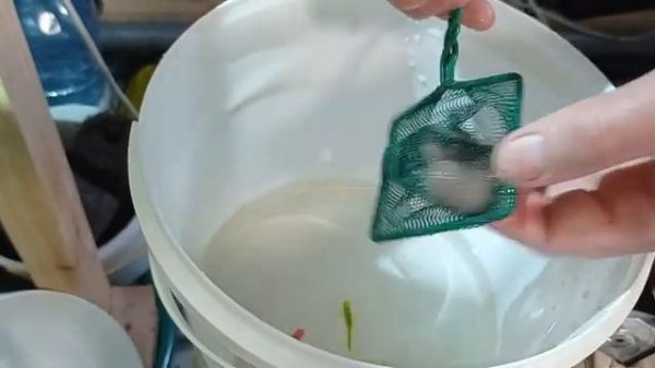 Данио размножение Разведение данио в домашних условиях Нерест данио Личинка данио глофиш