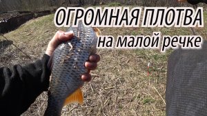 ДА СКОЛЬКО ЖЕ ЗДЕСЬ РЫБЫ!! ЗДОРОВАЯ ПЛОТВА НА ПОПЛАВОК! Рыбалка на плотву на малой речке на МАКАРОНЫ