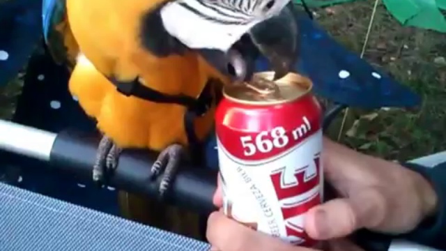 Живая открывашка