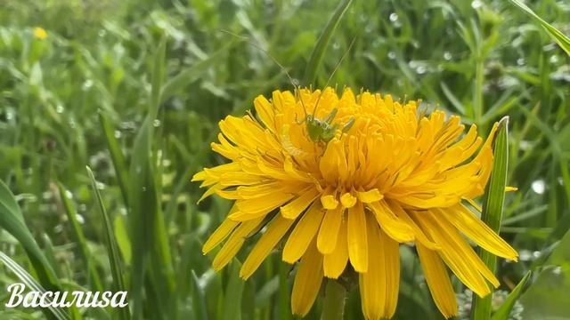 25 апреля Радоница 2023. Поминальный день. Что нельзя делать. Народные традиции и приметы и суевери смотреть онлайн