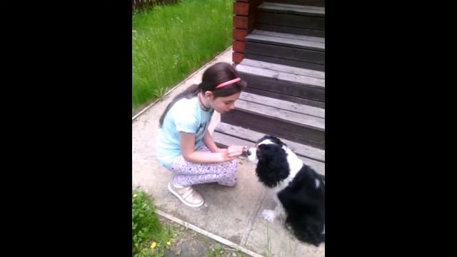 Начинающий кинолог))) смотреть онлайн