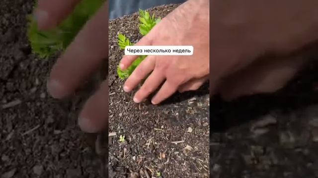 Выращиваем сельдерей! ?#огород #сад #дача #сельдерей #дачныйлайфхак смотреть онлайн