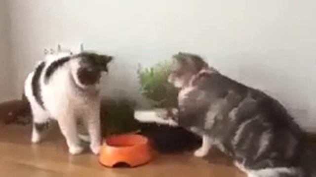 коты интеллигенты смотреть онлайн
