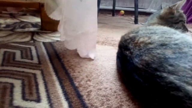 Вид от лица кота. Если бы вы были котом. Сиамский мэйкун. смотреть онлайн