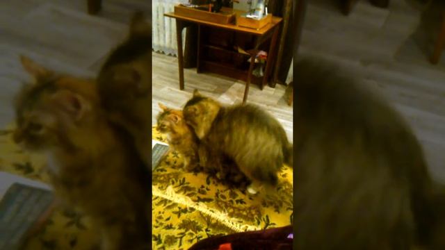 Кот спаривается с кошкой