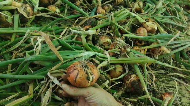 КОГДА УБИРАТЬ ЛУК НА ХРАНЕНИЕ?! смотреть онлайн