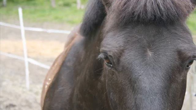 Bella.. смотреть онлайн
