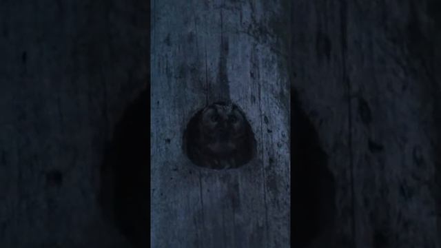 Aegolius funereus (włochatka) смотреть онлайн