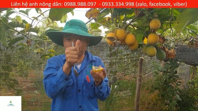 Ăn chanh dây vàng ngọt Colombia ngay trên cây // Passiflora ligularis смотреть онлайн