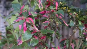 Сура ЯСИН СЛУШАЙТЕ КАЖДЫЙ ДЕНЬ (44) #сура #ясин