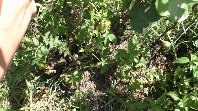 Инжир Сементино Sementino Италия смотреть онлайн