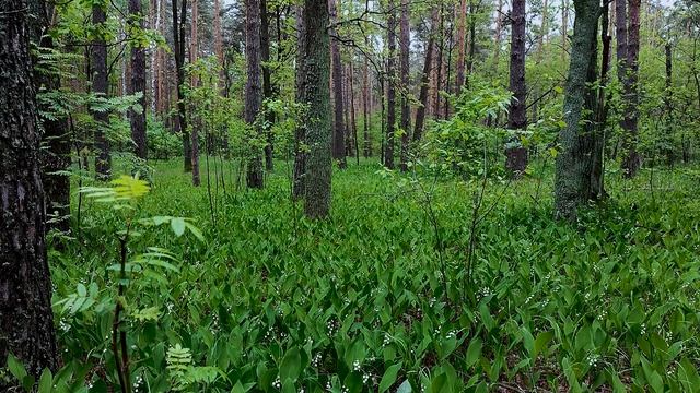 Насладись расслабляющей музыкой под весенним дождем в лесу во время цветения ландышей. смотреть онлайн