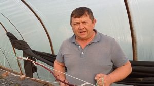 Малина Маравилла: размножение