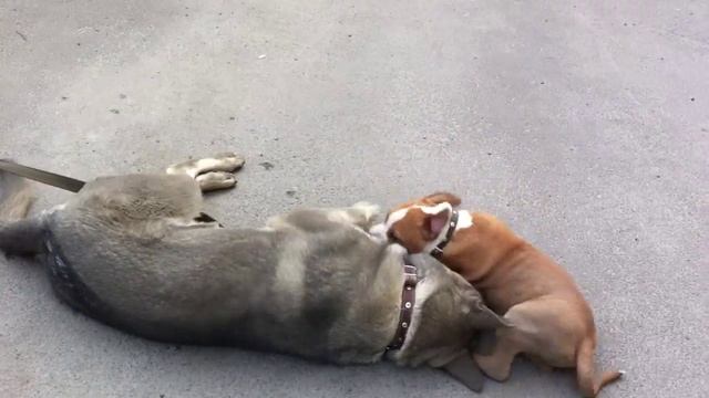 Мой первый друг смотреть онлайн