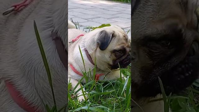 #мопс #природа #животные #tiktok #милота смотреть онлайн