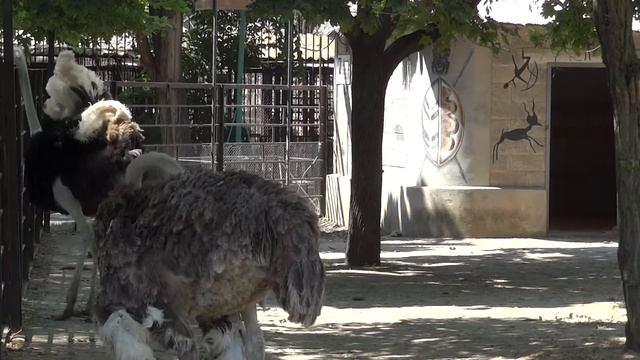 Common ostrich✅Struthio camelus?Страус африканский смотреть онлайн