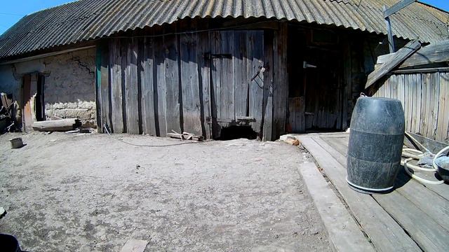 Маленькая гавкающая собачка на цепи смотреть онлайн