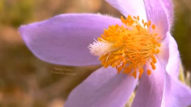 VAJRA GURU MANTRA . Ваджра Гуру Мантра . смотреть онлайн