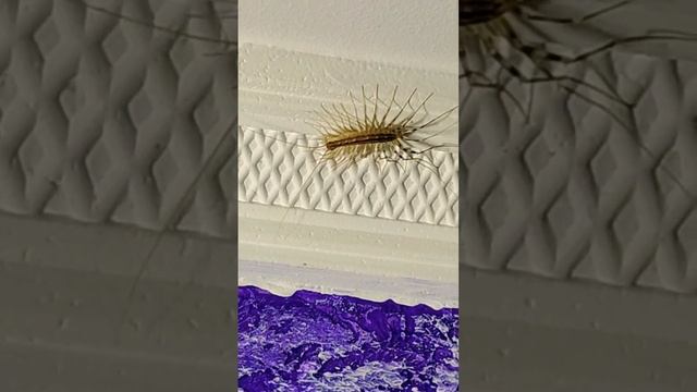 Домашня Сороконожка #Скутигеры #Насекомое Мухоловка #Shorts #Домашняя Скалапендра #Short смотреть онлайн